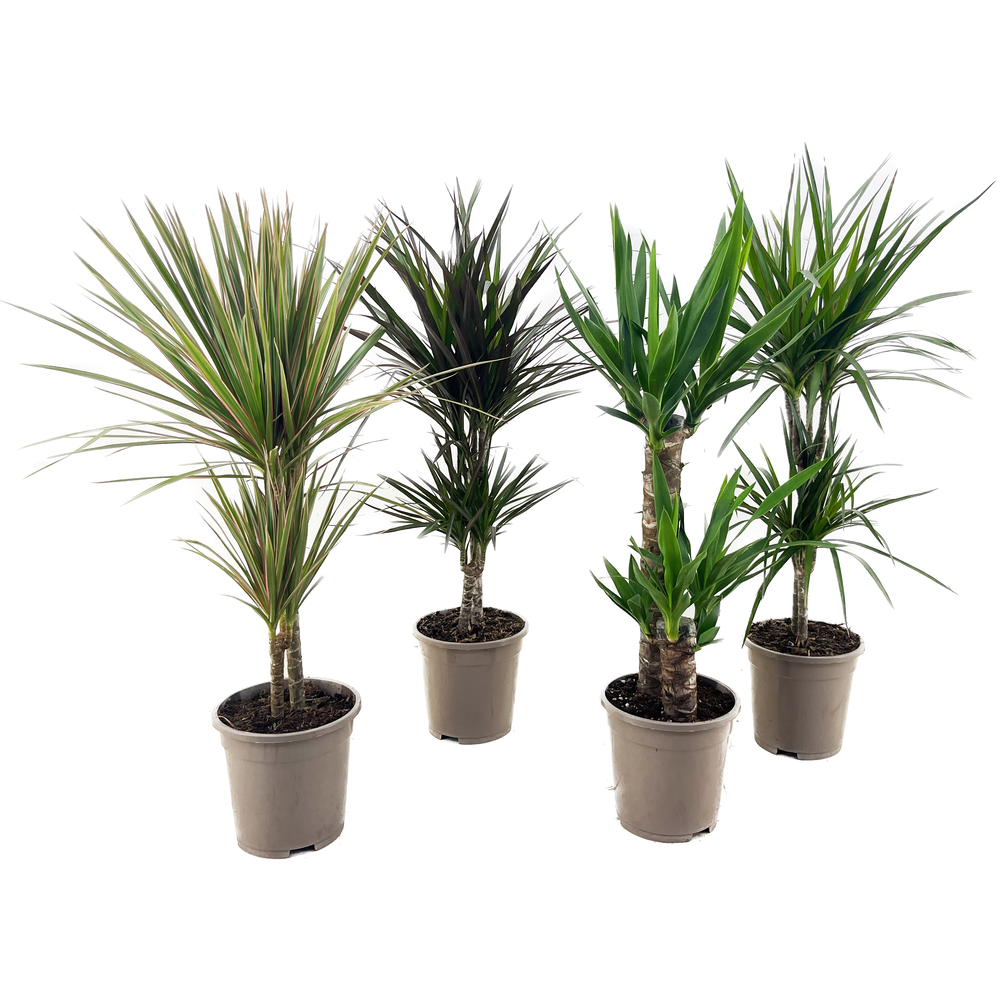 Dracaena en Yucca mix.