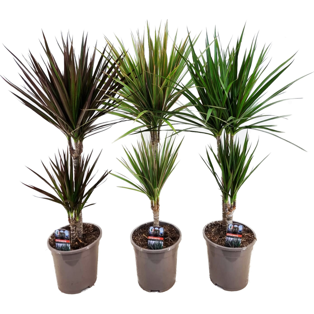 Dracaena marginata mix.