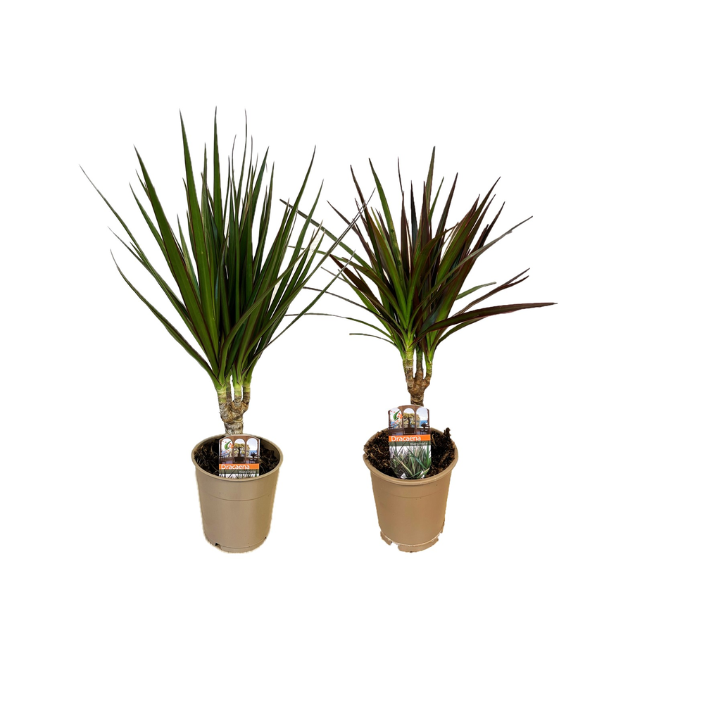 Dracaena marginata mix.