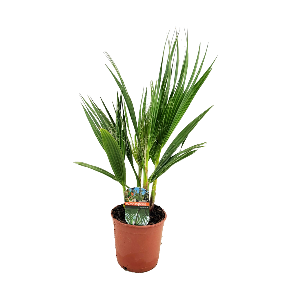 Washingtonia robusta.