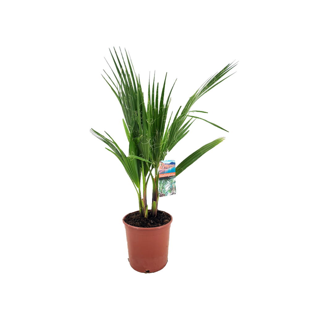 Washingtonia robusta.