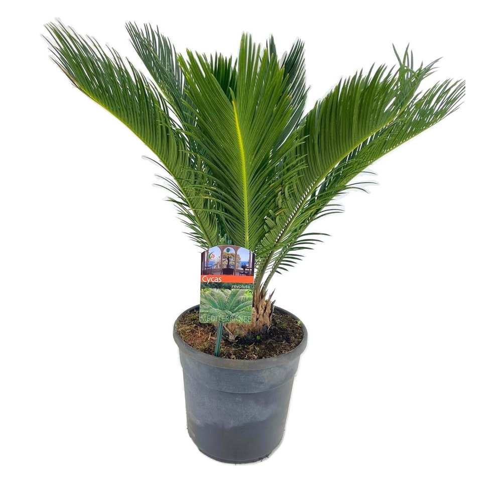Cycas revoluta.