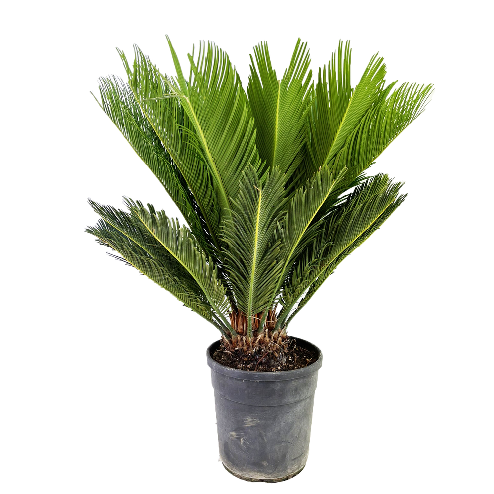 Cycas revoluta.