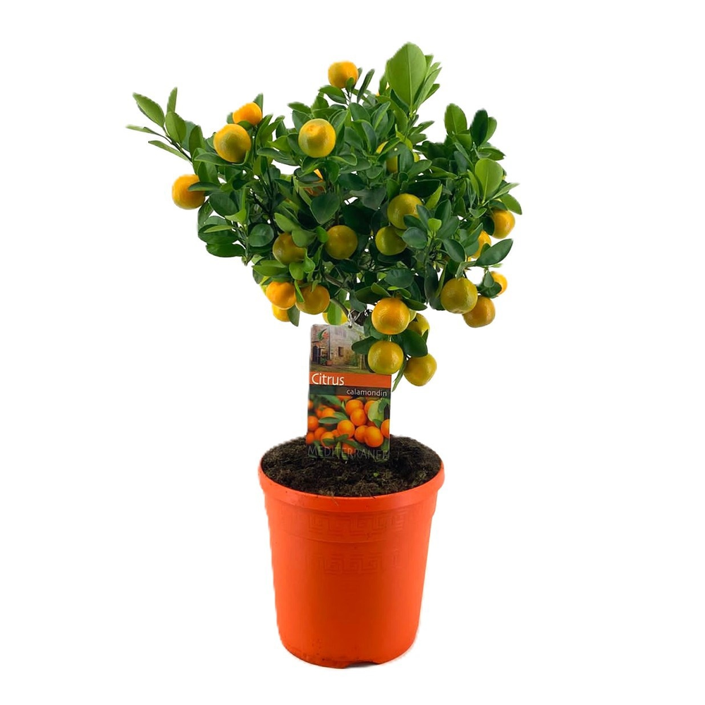 Citrus calamondin.