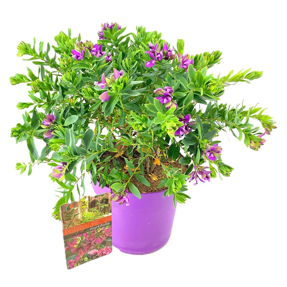 Polygala myrtifolia.