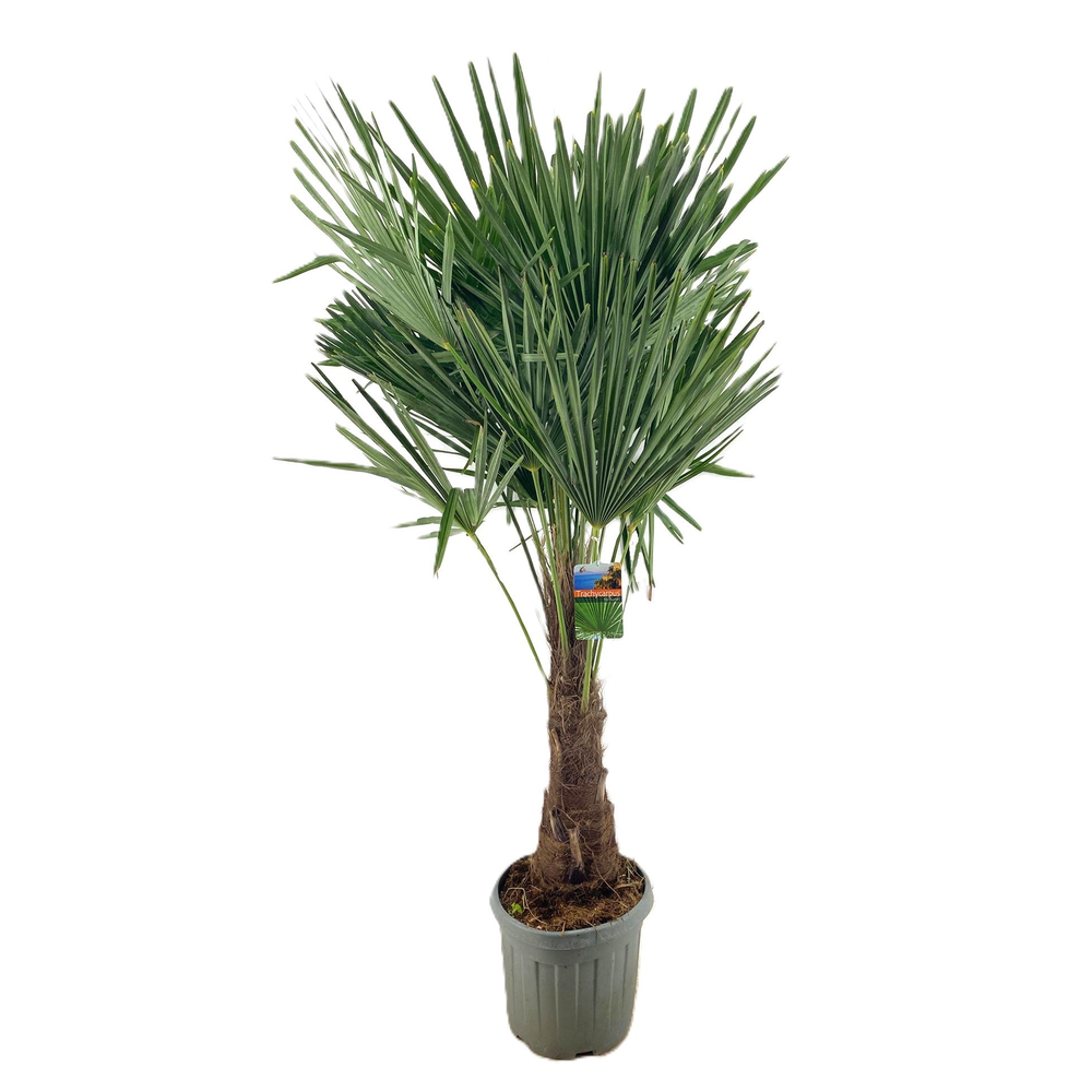 Trachycarpus fortunei.