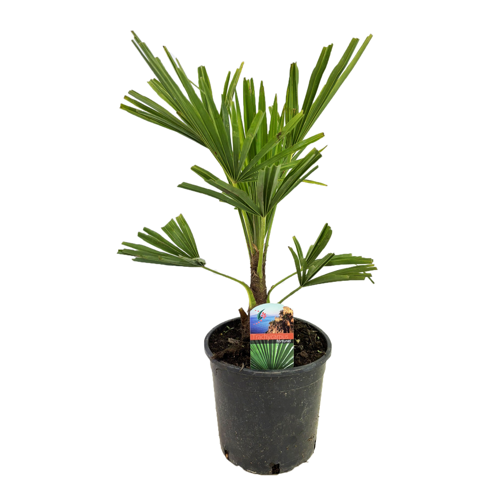 Trachycarpus fortunei.