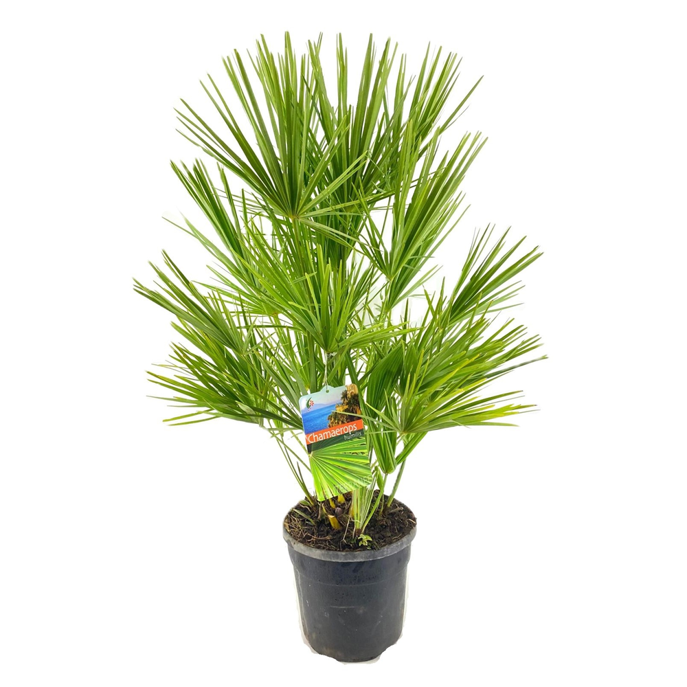 Chamaerops humilis.