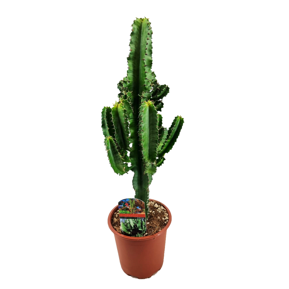 Euphorbia eritrea.