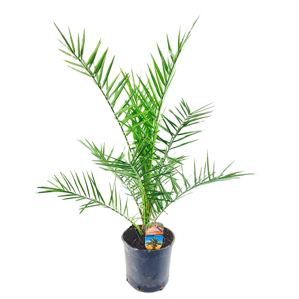 Phoenix canariensis.