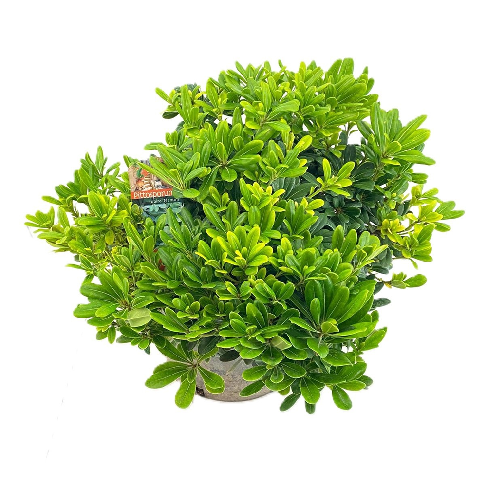 Pittosporum tobira nanum.