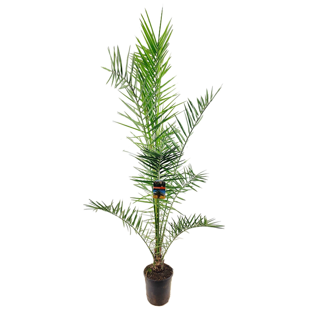 Phoenix canariensis.