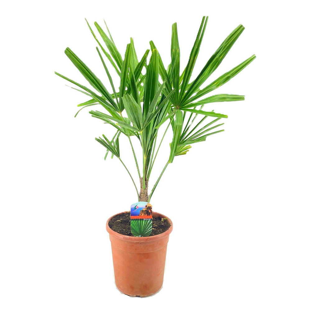 Trachycarpus fortunei.