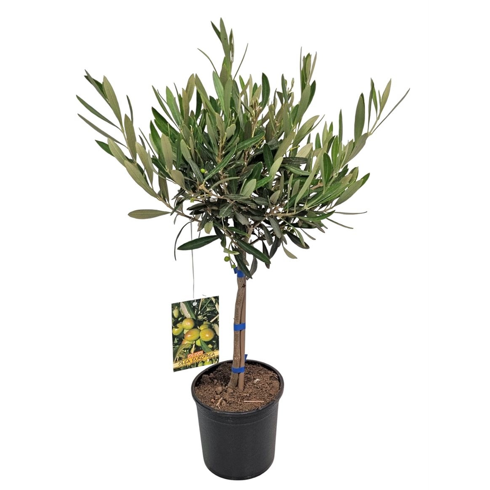 Olea Europaea Stem