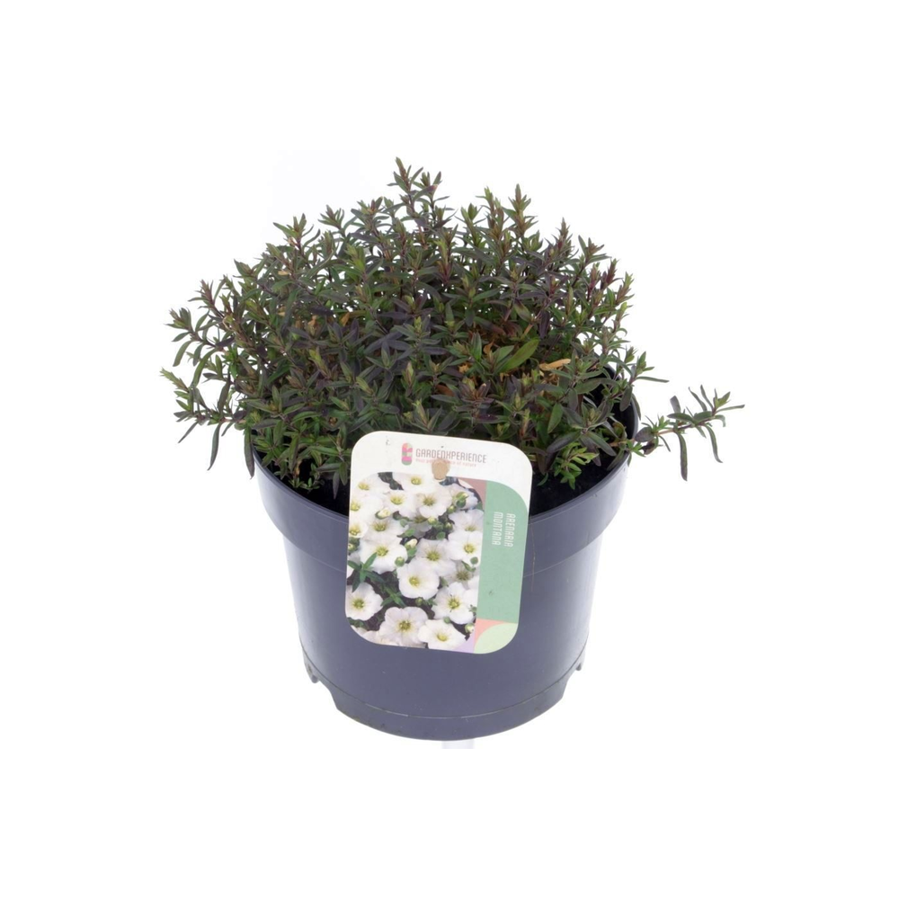 Arenaria montana Blizzard Compact.