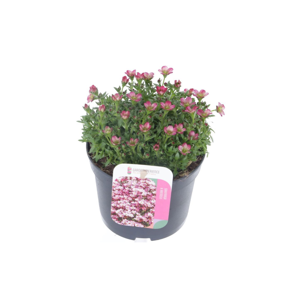 Saxifraga arendsii Ice Colours Appleblossom.