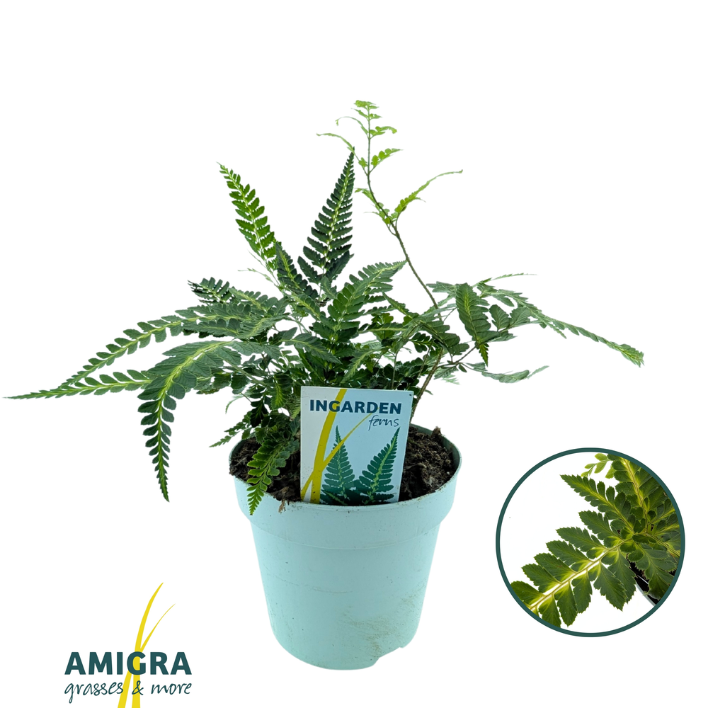 Arachnoides aristata ‘Variegata’.