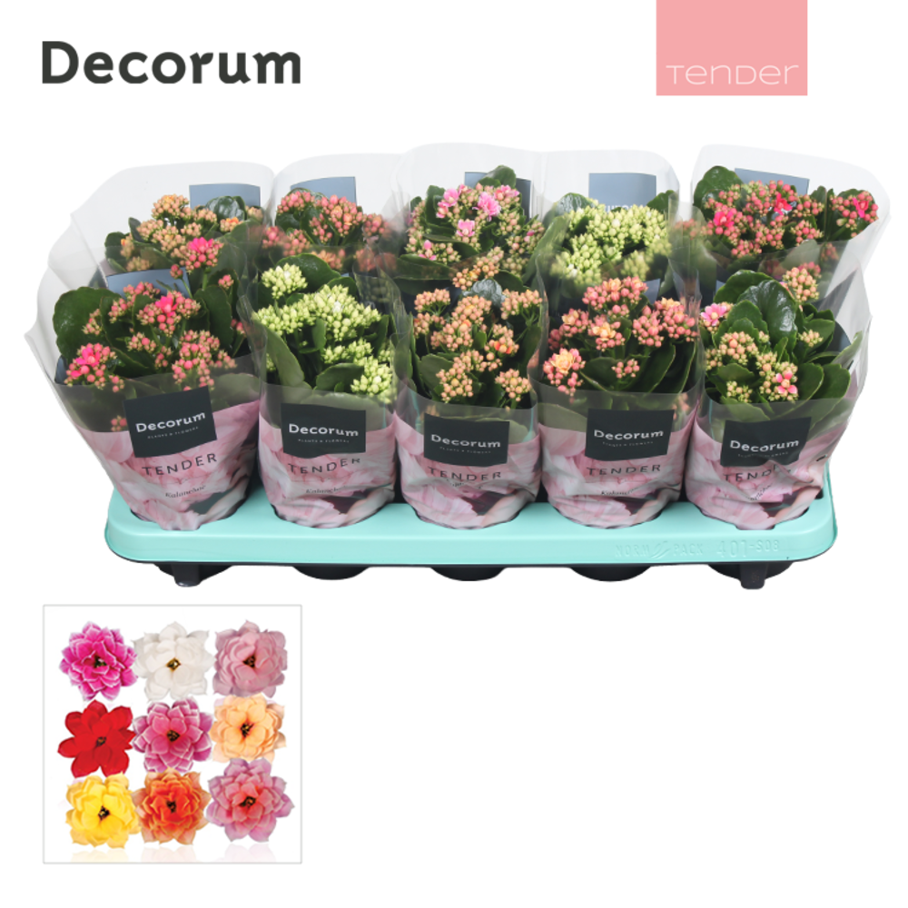 Kalanchoe Decorum TENDER - Serenity mix.