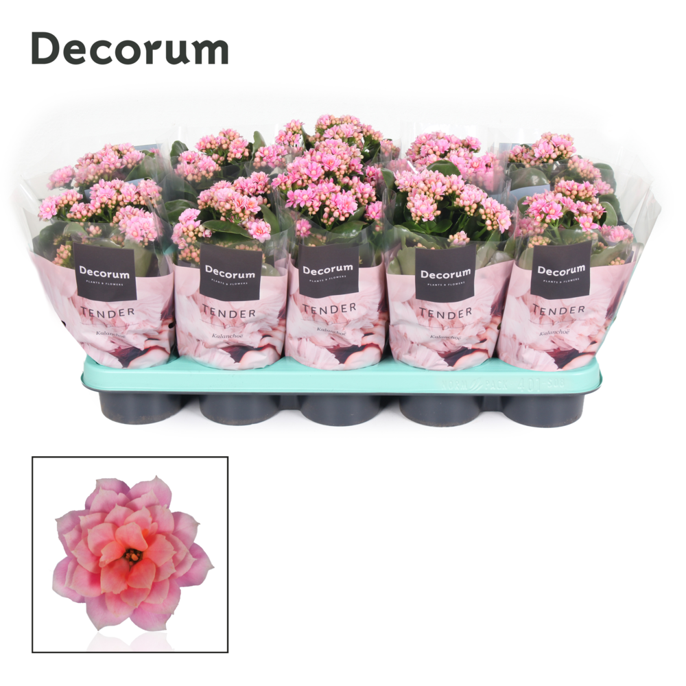 Kalanchoe Decorum TENDER- Serenity Rosa.