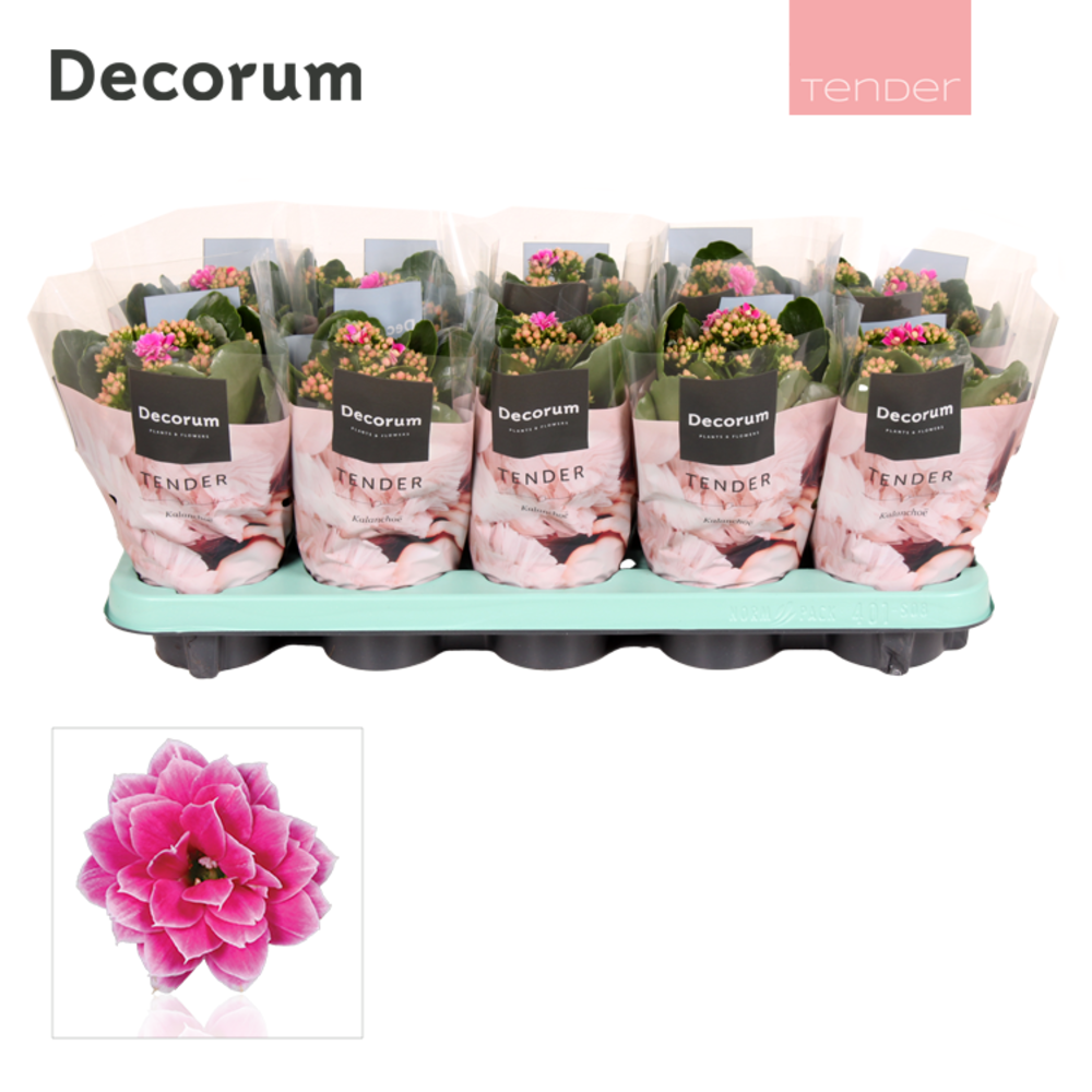 Kalanchoe Decorum TENDER - Serenity Purple White.