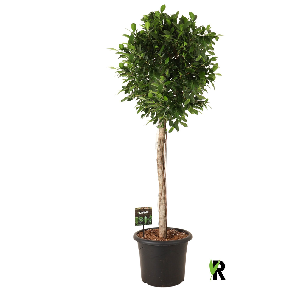 Ficus micr. Nitida op stam.