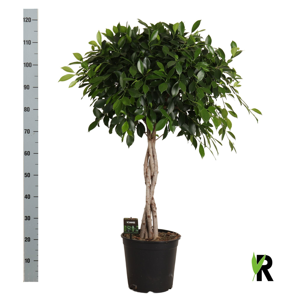 Ficus micr. Nitida gevlochten stam.