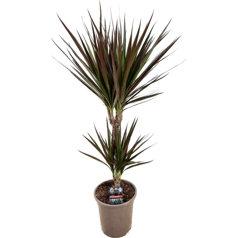 Dracaena magenta 30-10.