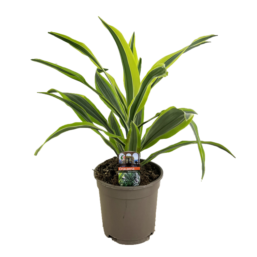 Dracaena deremensis lemon lime.