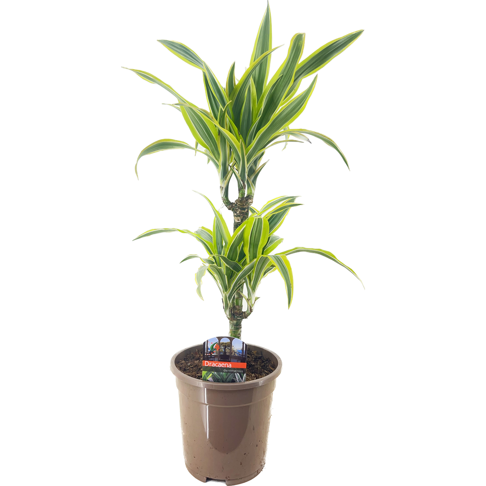 Dracaena deremensis lemon lime 30-10.