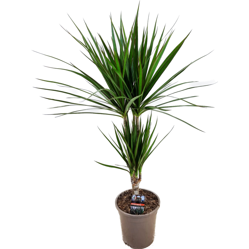 Dracaena marginata 30-10.