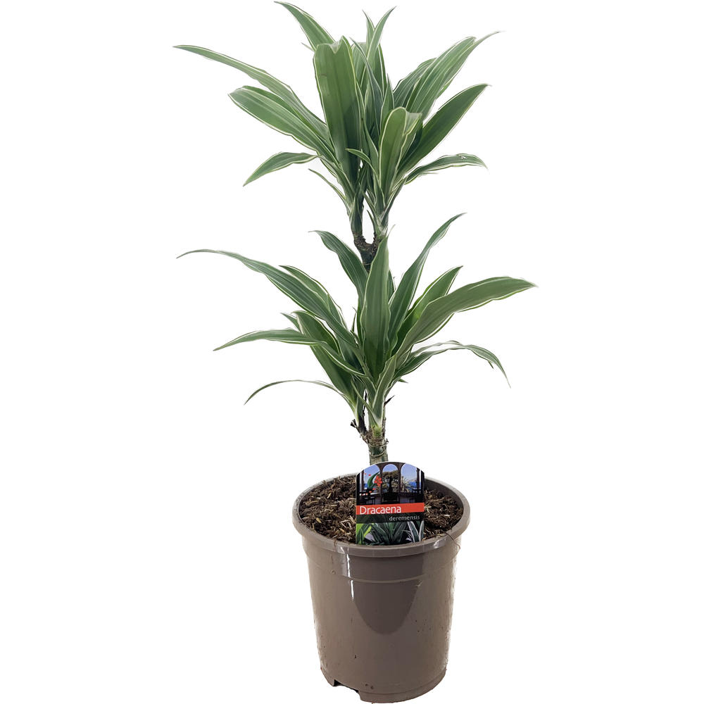 Dracaena deremensis warneckei 30-10.