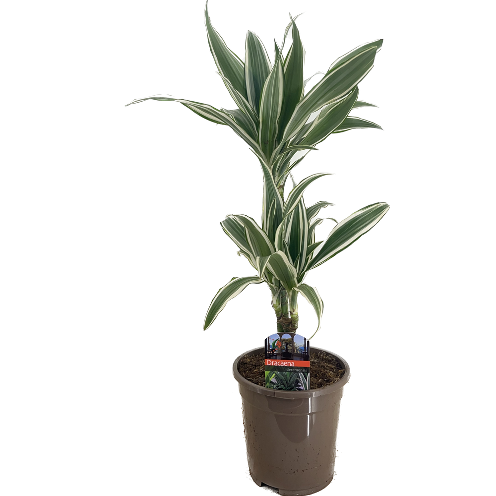 Dracaena deremensis white stripe 30-10.