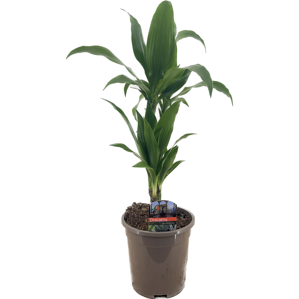 Dracaena deremensis janet craig 30-10.