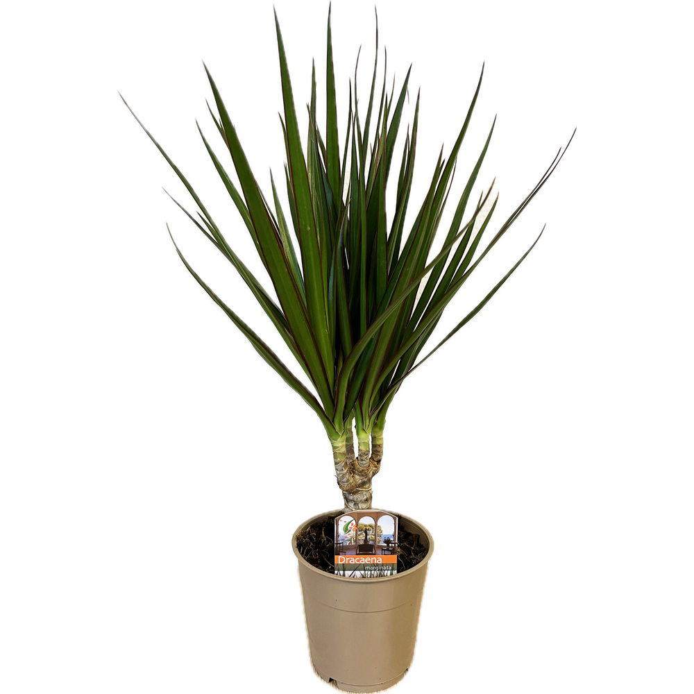 Dracaena marginata.