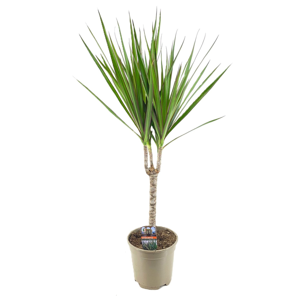 Dracaena Green solo.