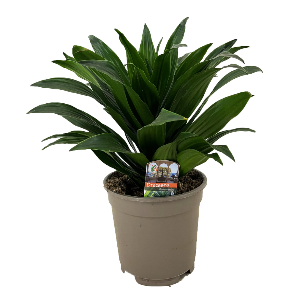 Dracaena deremensis compacta.