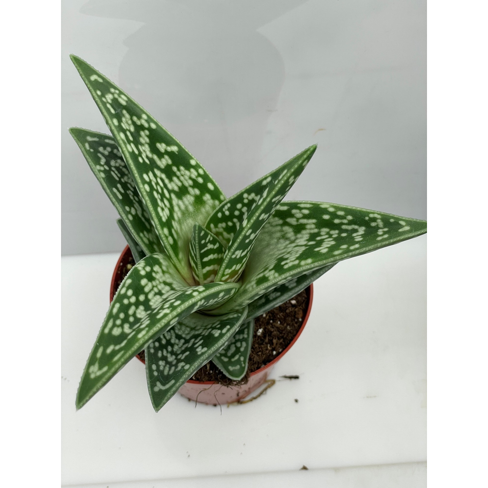 Aloe Varieagata 8,5 cm.