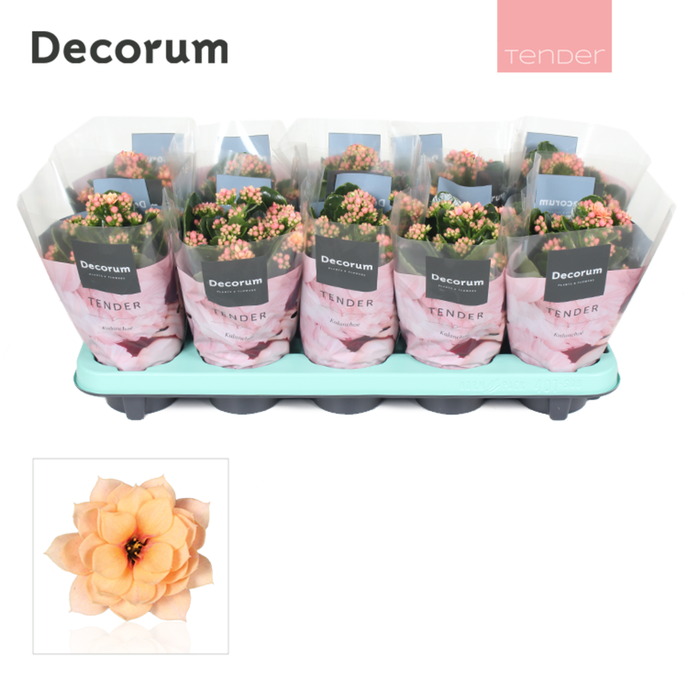 Kalanchoe Decorum TENDER - Serenity Apricot.