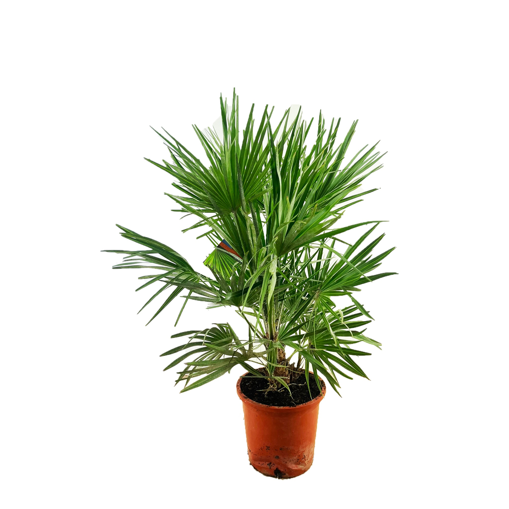 Chamaerops humilis.