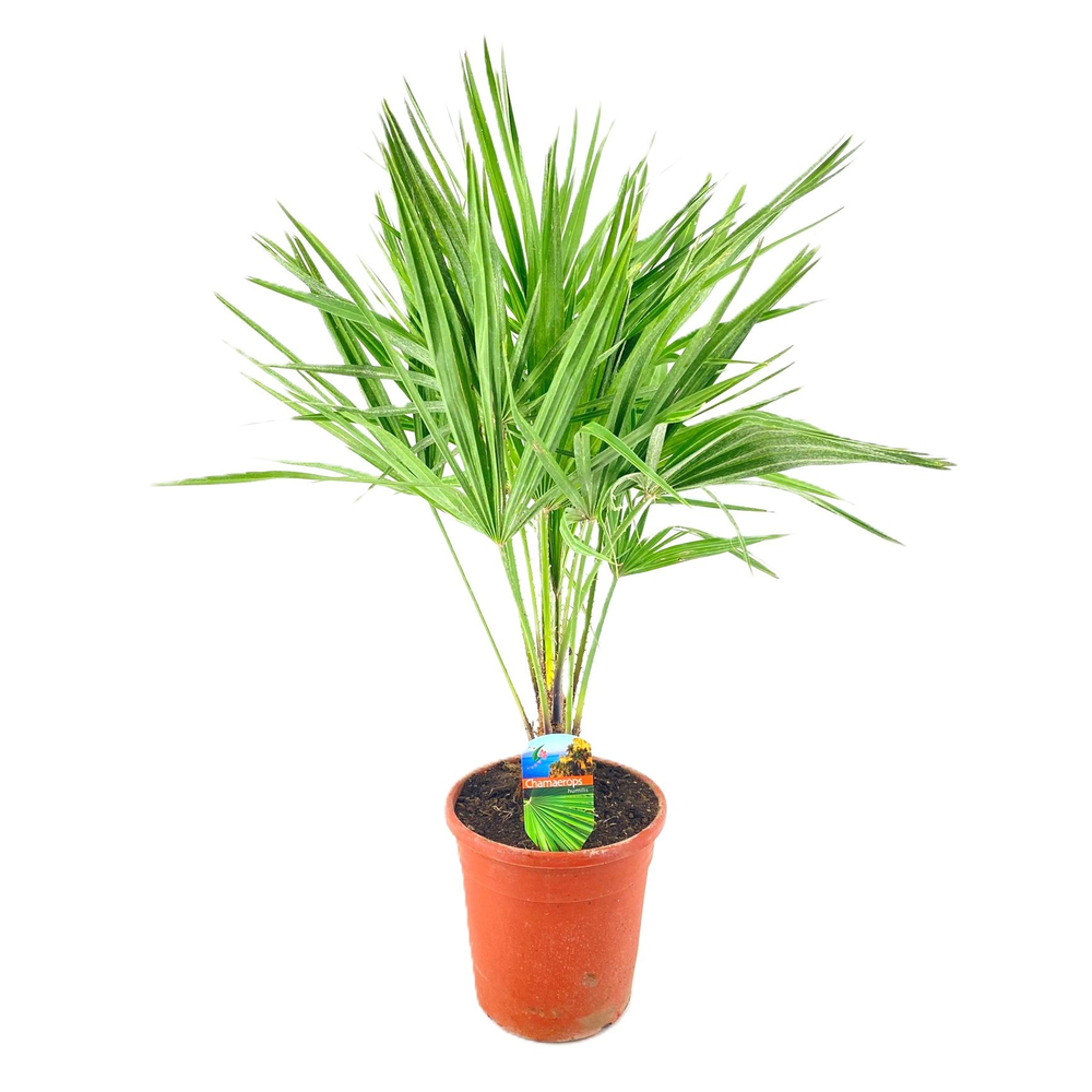 Chamaerops humilis.