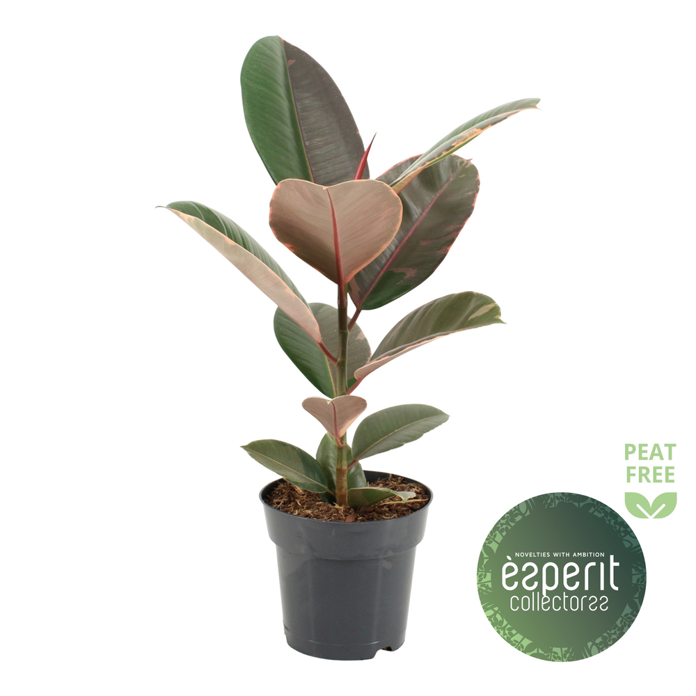 Ficus elastica Pink Camouflage®.