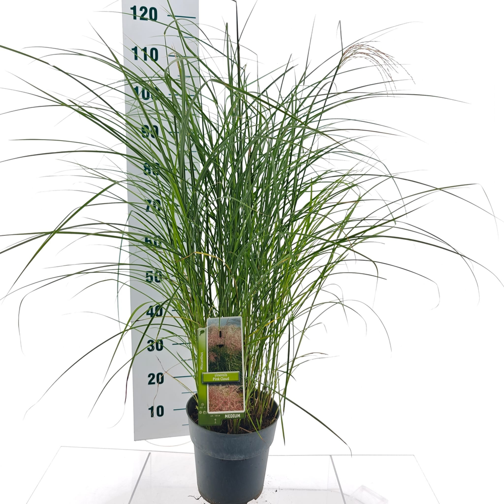 Miscanthus sin. 'Pink Cloud'.