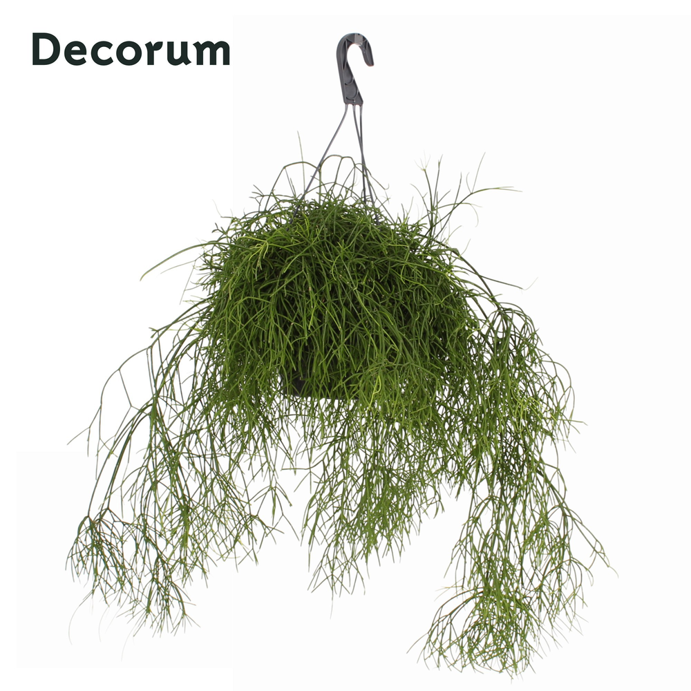 Rhipsalis baccifera Cassutha 'Oasis' HP 21 cm.