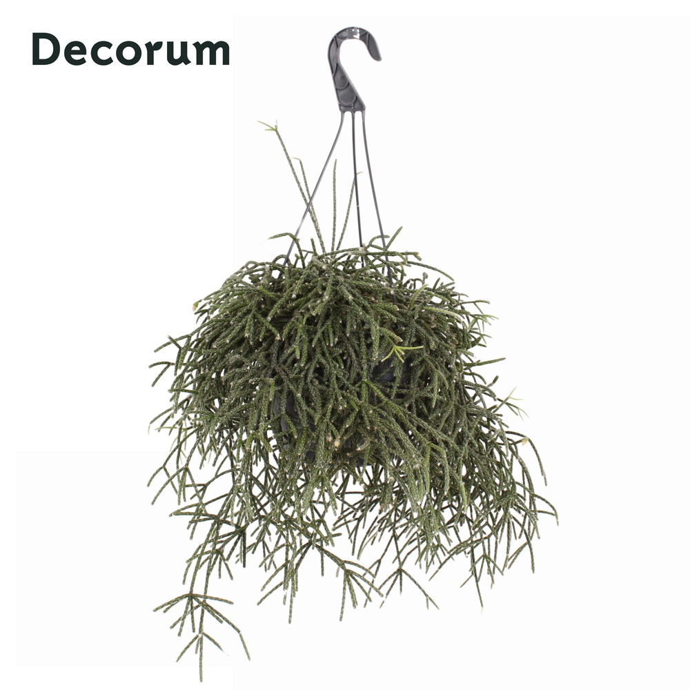 Rhipsalis pilocarpa HP 21 cm.