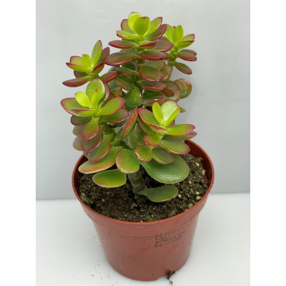 Crassula Minor 8,5 cm.