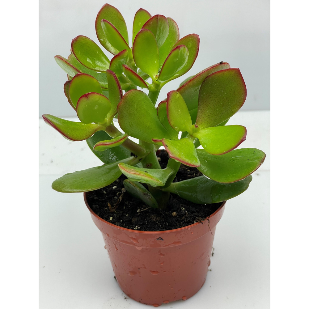 Crassula Ovata 8,5 cm.