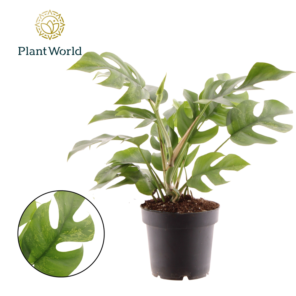 Rhaphidophora Tetrasperma Marmer p12.