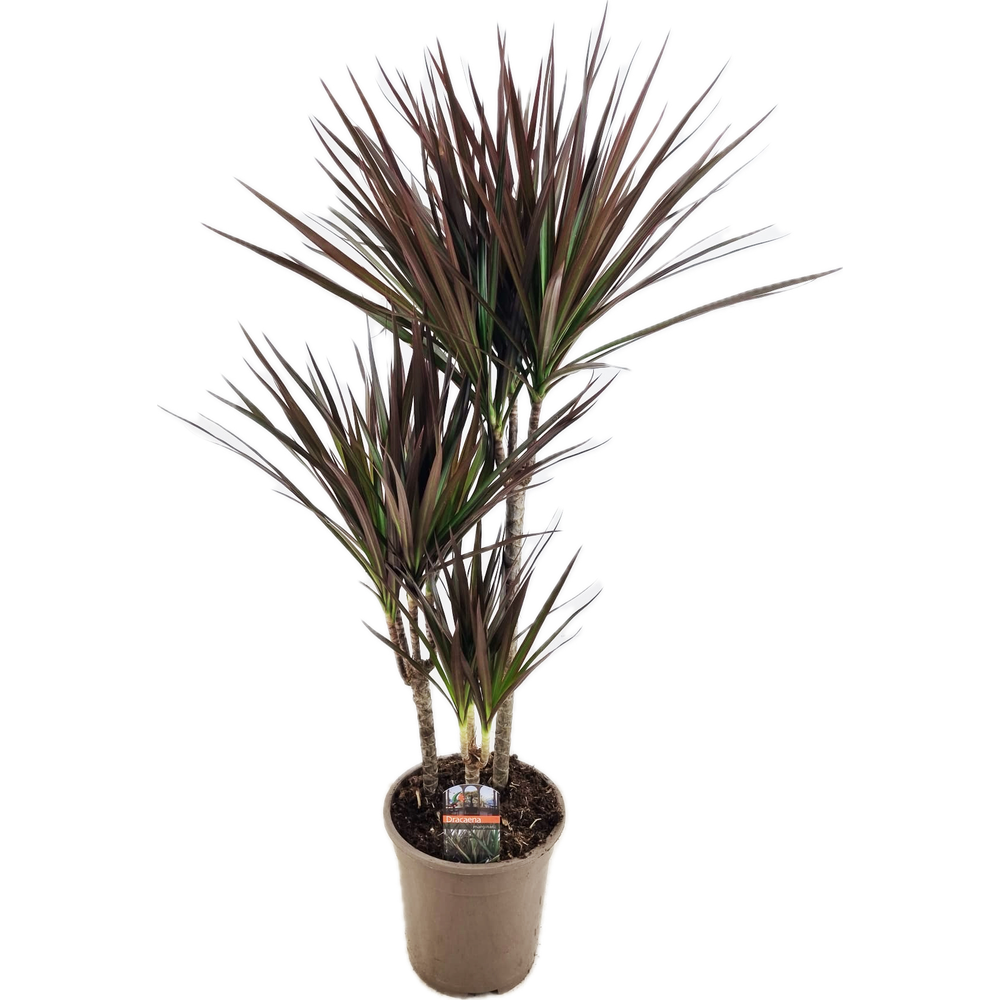 Dracaena magenta 45-25-10.