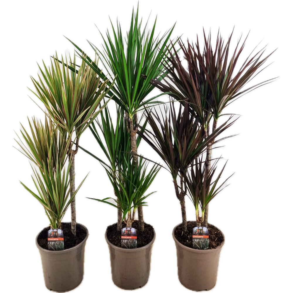 Dracaena marginata mix.