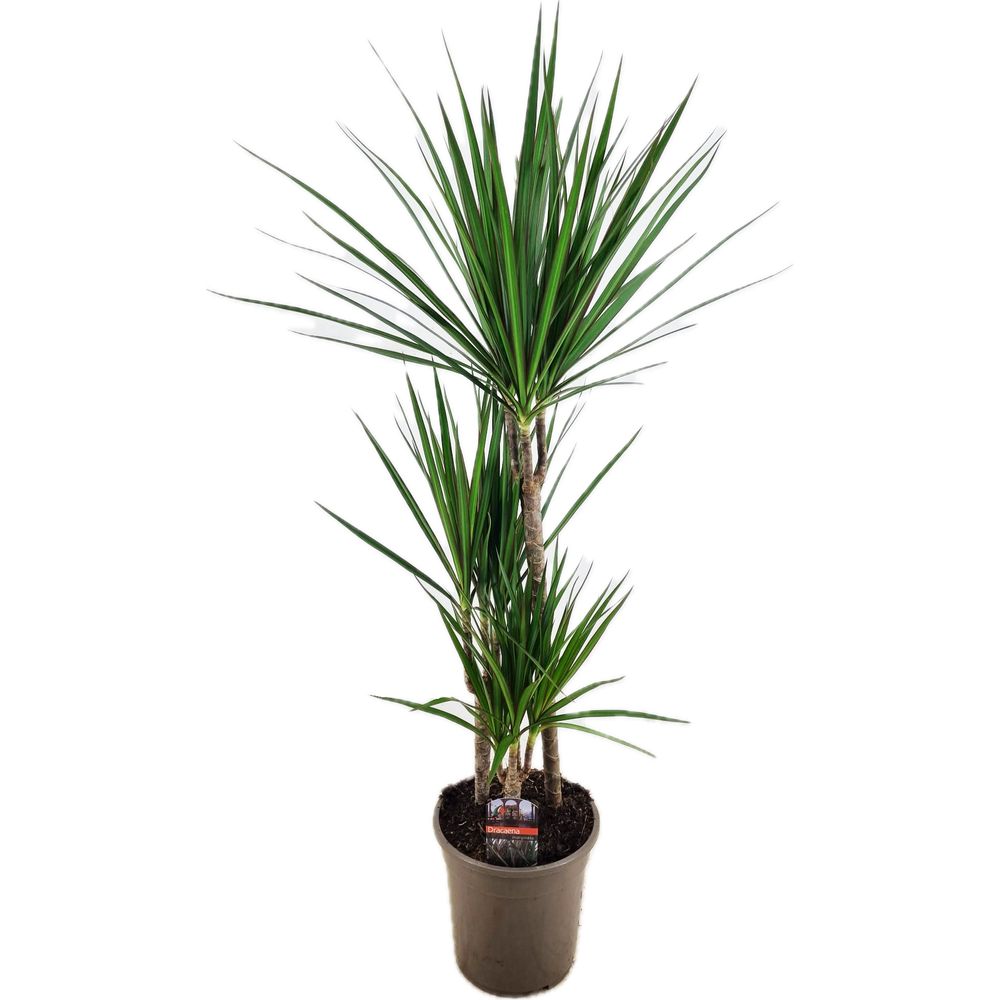 Dracaena marginata 45-25-10.